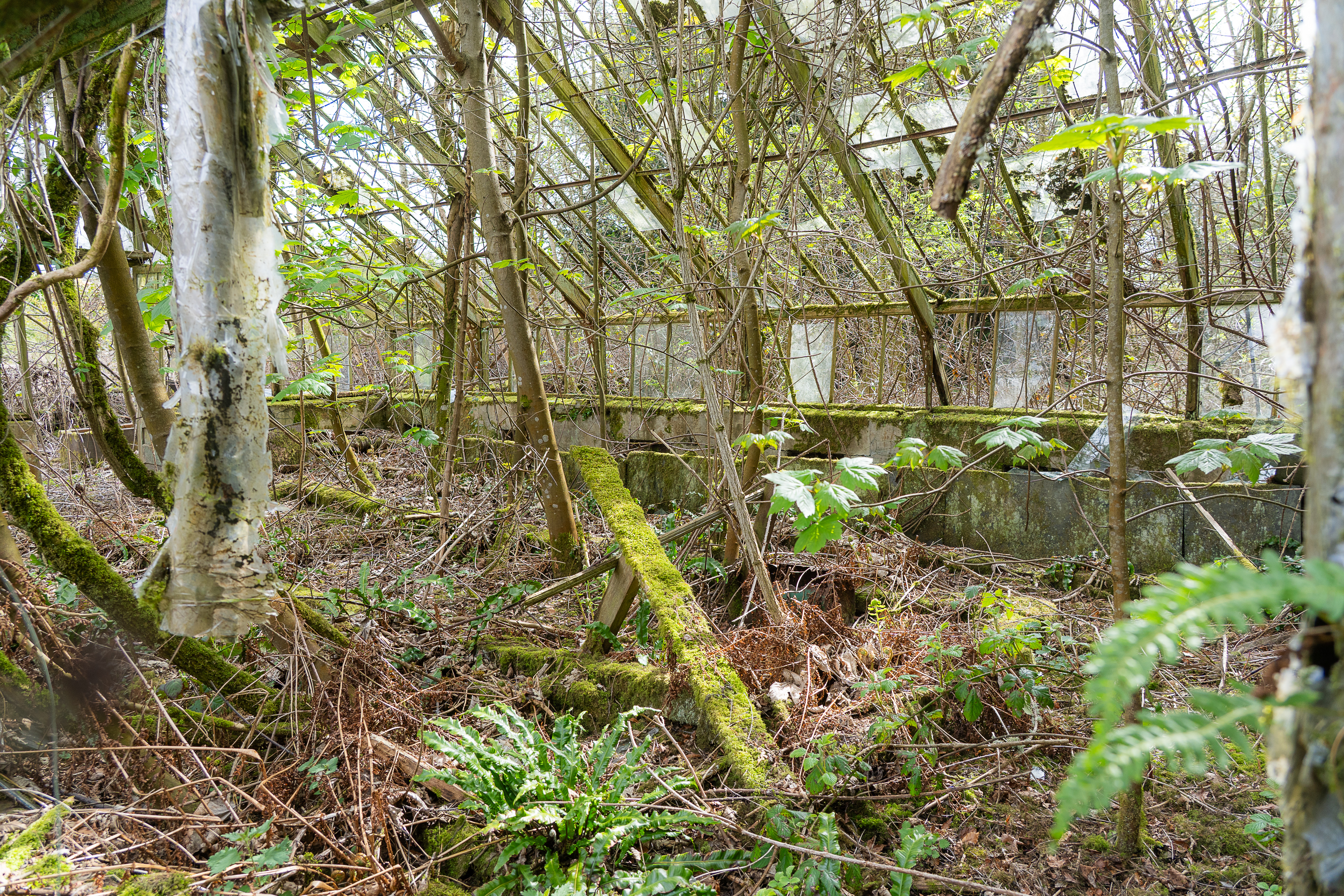 Ruined Victorian glasshouses Hallyburton Estate