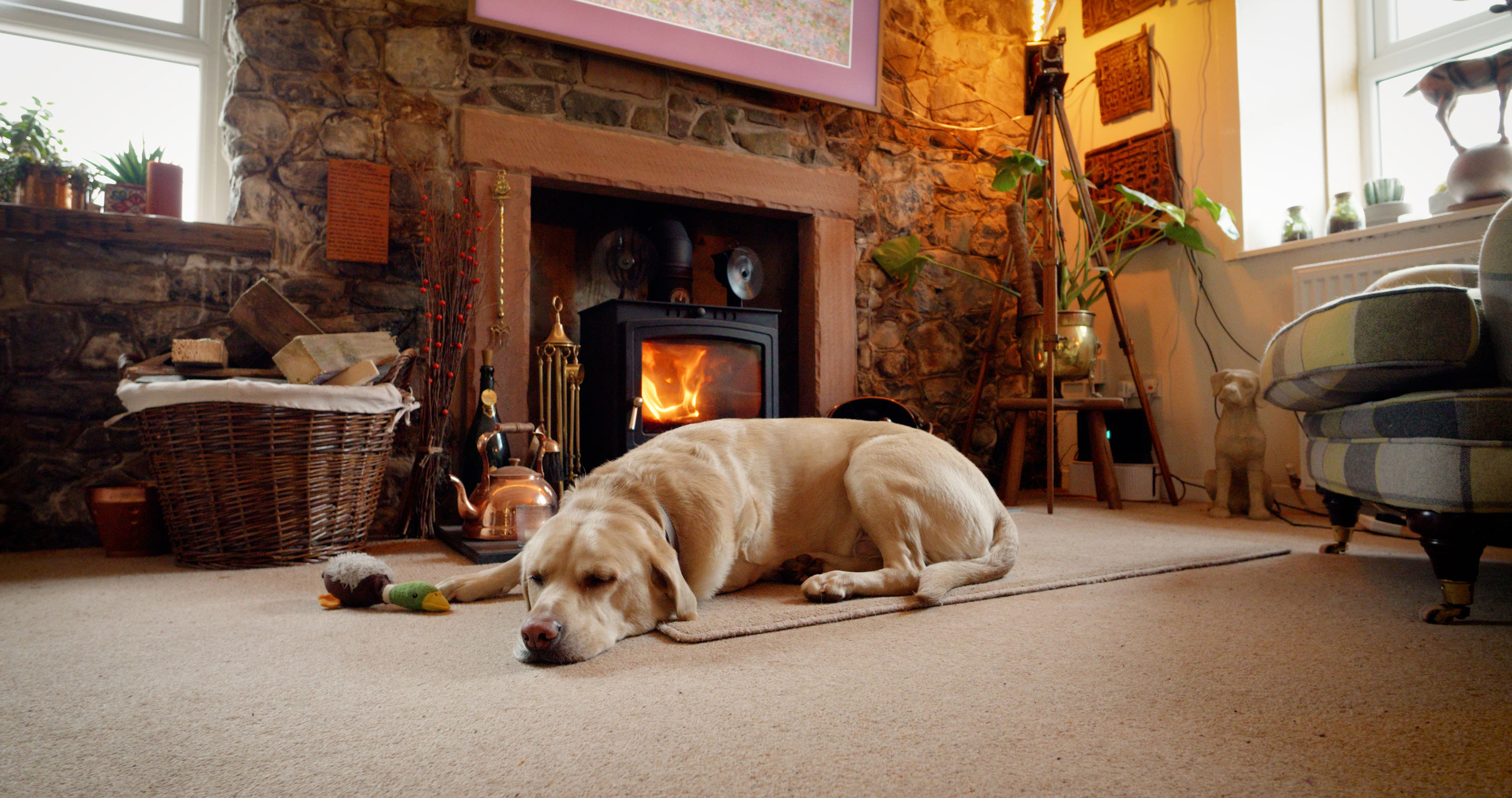 Close-up view of a traditional roaring log burner set inside a rustic exposed stone fireplace with a thick sandstone lintel, featuring a yellow Labrador retriever dog sleeping peacefully on the rug in the foreground.